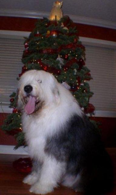 /images/events/37/Diesel setting in front of the Christmas tree 2010.jpg